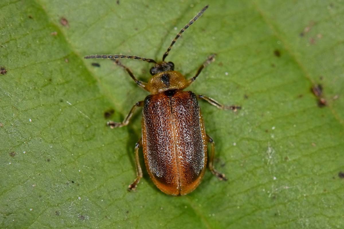 Galerucella calmariensis, Chrysomelidae